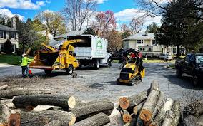 Reliable Renovo, PA Tree Care  Solutions