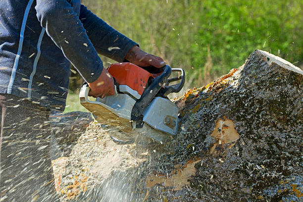 Best Tree Maintenance Programs  in Renovo, PA